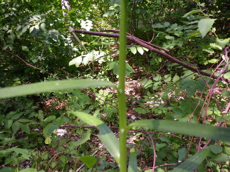 Lilium bulbiferum subsp.croceum